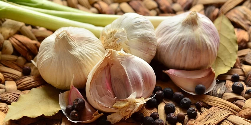 سیر برای درمان بیماری قارچی